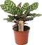 Plant in a Box - Calathea Makoyana - Bidplant - Tropische Kamerplant - Pot 17cm - Hoogte 40-50cm