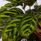 Plant in a Box - Calathea Makoyana - Bidplant - Tropische Kamerplant - Pot 21cm - Hoogte 60-70cm