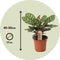 Plant in a Box - Calathea Makoyana - Bidplant - Tropische Kamerplant - Pot 17cm - Hoogte 40-50cm