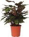 Plant in a Box - Calathea Makoyana - Bidplant - Tropische Kamerplant - Pot 21cm - Hoogte 60-70cm