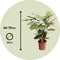 Plant in a Box - Calathea Makoyana - Bidplant - Tropische Kamerplant - Pot 21cm - Hoogte 60-70cm