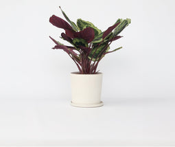 Plant in a Box - Calathea Marion - Luchtzuiverende kamerplant - Pot 21cm - Hoogte 60-70cm