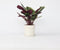 Plant in a Box - Calathea Marion - Luchtzuiverende kamerplant - Pot 21cm - Hoogte 60-70cm