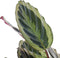 Plant in a Box - Calathea Marion - Luchtzuiverende kamerplant - Pot 21cm - Hoogte 60-70cm