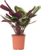 Plant in a Box - Calathea Marion - Luchtzuiverende kamerplant - Pot 21cm - Hoogte 60-70cm