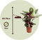 Plant in a Box - Calathea Marion - Luchtzuiverende kamerplant - Pot 21cm - Hoogte 60-70cm