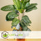 Plant in a Box - Calathea Oppenheimiana - Groene kamerplant - Licht paarse bladeren - Pot 27cm - Hoogte 120-130cm