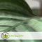 Plant in a Box - Calathea Oppenheimiana - Groene kamerplant - Licht paarse bladeren - Pot 27cm - Hoogte 120-130cm