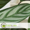 Plant in a Box - Calathea Oppenheimiana - Groene kamerplant - Licht paarse bladeren - Pot 27cm - Hoogte 120-130cm