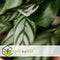 Plant in a Box - Calathea Oppenheimiana - Groene kamerplant - Licht paarse bladeren - Pot 27cm - Hoogte 120-130cm