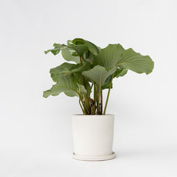 Plant in a Box - Calathea Orbifolia - Kamerplant - Pauwenplant - Pot 21cm - Hoogte 55-60cm