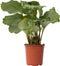 Plant in a Box - Calathea Orbifolia - Kamerplant - Pauwenplant - Pot 21cm - Hoogte 55-60cm
