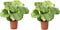Plant in a Box - Calathea Orbifolia - Set van 2 kamerplanten - Pauwenplant - Pot 21cm - Hoogte 55-60cm