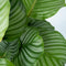 Plant in a Box - Calathea Orbifolia - Set van 2 kamerplanten - Pauwenplant - Pot 21cm - Hoogte 55-60cm