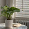 Plant in a Box - Calathea Orbifolia - Set van 2 kamerplanten - Pauwenplant - Pot 21cm - Hoogte 55-60cm