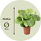 Plant in a Box - Calathea Orbifolia - Set van 2 kamerplanten - Pauwenplant - Pot 21cm - Hoogte 55-60cm