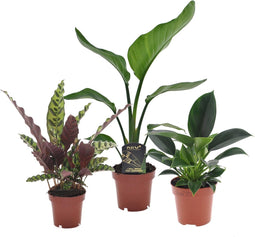 Plant in a Box - Calathea, Philodendron, Strelitzia - Mix van 3 - Green indoor mix - Groene kamerplanten - Pot 12cm - Hoogte 25-40cm