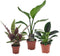 Plant in a Box - Calathea, Philodendron, Strelitzia - Mix van 3 - Green indoor mix - Groene kamerplanten - Pot 12cm - Hoogte 25-40cm