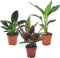 Plant in a Box - Calathea, Philodendron, Strelitzia - Mix van 3 - Green indoor mix - Groene kamerplanten - Pot 12cm - Hoogte 25-40cm