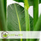 Plant in a Box - Calathea, Philodendron, Strelitzia - Mix van 3 - Green indoor mix - Groene kamerplanten - Pot 12cm - Hoogte 25-40cm