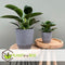 Plant in a Box - Calathea, Philodendron, Strelitzia - Mix van 3 - Green indoor mix - Groene kamerplanten - Pot 12cm - Hoogte 25-40cm