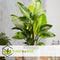 Plant in a Box - Calathea, Philodendron, Strelitzia - Mix van 3 - Green indoor mix - Groene kamerplanten - Pot 12cm - Hoogte 25-40cm