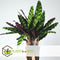 Plant in a Box - Calathea, Philodendron, Strelitzia - Mix van 3 - Green indoor mix - Groene kamerplanten - Pot 12cm - Hoogte 25-40cm
