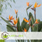 Plant in a Box - Calathea, Philodendron, Strelitzia - Mix van 3 - Green indoor mix - Groene kamerplanten - Pot 12cm - Hoogte 25-40cm