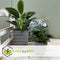Plant in a Box - Calathea, Philodendron, Strelitzia - Mix van 3 - Green indoor mix - Groene kamerplanten - Pot 12cm - Hoogte 25-40cm