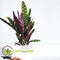 Plant in a Box - Calathea, Philodendron, Strelitzia - Mix van 3 - Green indoor mix - Groene kamerplanten - Pot 12cm - Hoogte 25-40cm