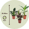 Plant in a Box - Calathea, Philodendron, Strelitzia - Mix van 3 - Green indoor mix - Groene kamerplanten - Pot 12cm - Hoogte 25-40cm