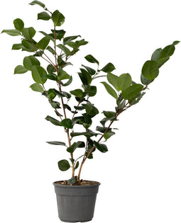 Plant in a Box - Camellia japonica Bonomiana - Japanse roos - Camellia plant winterhard - Pot 15cm - Hoogte 50-60cm