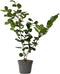 Plant in a Box - Camellia japonica Bonomiana - Japanse roos - Camellia plant winterhard - Pot 15cm - Hoogte 50-60cm
