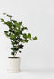 Plant in a Box - Camellia japonica Bonomiana - Japanse roos - Camellia plant winterhard - Pot 15cm - Hoogte 50-60cm