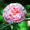 Plant in a Box - Camellia japonica Bonomiana - Japanse roos - Camellia plant winterhard - Pot 15cm - Hoogte 50-60cm