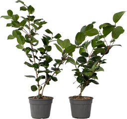Plant in a Box - Camellia japonica Bonomiana - Set de 2 - Japanse roos - Camellia plant winterhard - Pot 15cm - Hoogte 50-60cm