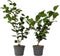 Plant in a Box - Camellia japonica Bonomiana - Set de 2 - Japanse roos - Camellia plant winterhard - Pot 15cm - Hoogte 50-60cm