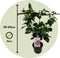 Plant in a Box - Camellia japonica Bonomiana - Set de 2 - Japanse roos - Camellia plant winterhard - Pot 15cm - Hoogte 50-60cm
