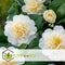 Plant in a Box - Camellia japonica Brushfield's Yellow - Japanse roos - Camellia plant winterhard - Pot 15cm - Hoogte 50-60cm