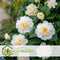Plant in a Box - Camellia japonica Brushfield's Yellow - Japanse roos - Camellia plant winterhard - Pot 15cm - Hoogte 50-60cm