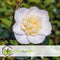 Plant in a Box - Camellia japonica Brushfield's Yellow - Japanse roos - Camellia plant winterhard - Pot 15cm - Hoogte 50-60cm