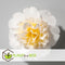 Plant in a Box - Camellia japonica Brushfield's Yellow - Japanse roos - Camellia plant winterhard - Pot 15cm - Hoogte 50-60cm