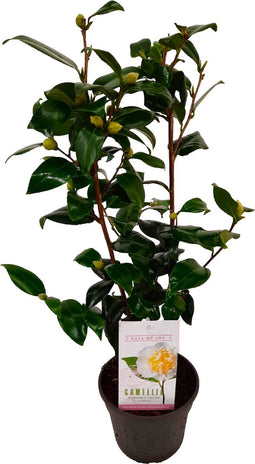 Plant in a Box - Camellia japonica Brushfield's Yellow - Japanse roos - Camellia plant winterhard - Pot 15cm - Hoogte 50-60cm