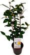 Plant in a Box - Camellia japonica Brushfield's Yellow - Japanse roos - Camellia plant winterhard - Pot 15cm - Hoogte 50-60cm