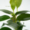Plant in a Box - Camellia japonica Brushfield's Yellow - Set de 2 - Japanse roos - Camellia plant winterhard - Pot 15cm - Hoogte 50-60cm