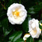 Plant in a Box - Camellia japonica Brushfield's Yellow - Set de 2 - Japanse roos - Camellia plant winterhard - Pot 15cm - Hoogte 50-60cm