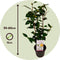 Plant in a Box - Camellia japonica Brushfield's Yellow - Set de 2 - Japanse roos - Camellia plant winterhard - Pot 15cm - Hoogte 50-60cm
