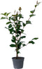 Plant in a Box - Camellia japonica Dr. King - Japanse roos - Camellia plant winterhard - Pot 15cm - Hoogte 50-60cm