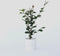 Plant in a Box - Camellia japonica Dr. King - Japanse roos - Camellia plant winterhard - Pot 15cm - Hoogte 50-60cm