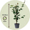Plant in a Box - Camellia japonica Dr. King - Japanse roos - Camellia plant winterhard - Pot 15cm - Hoogte 50-60cm